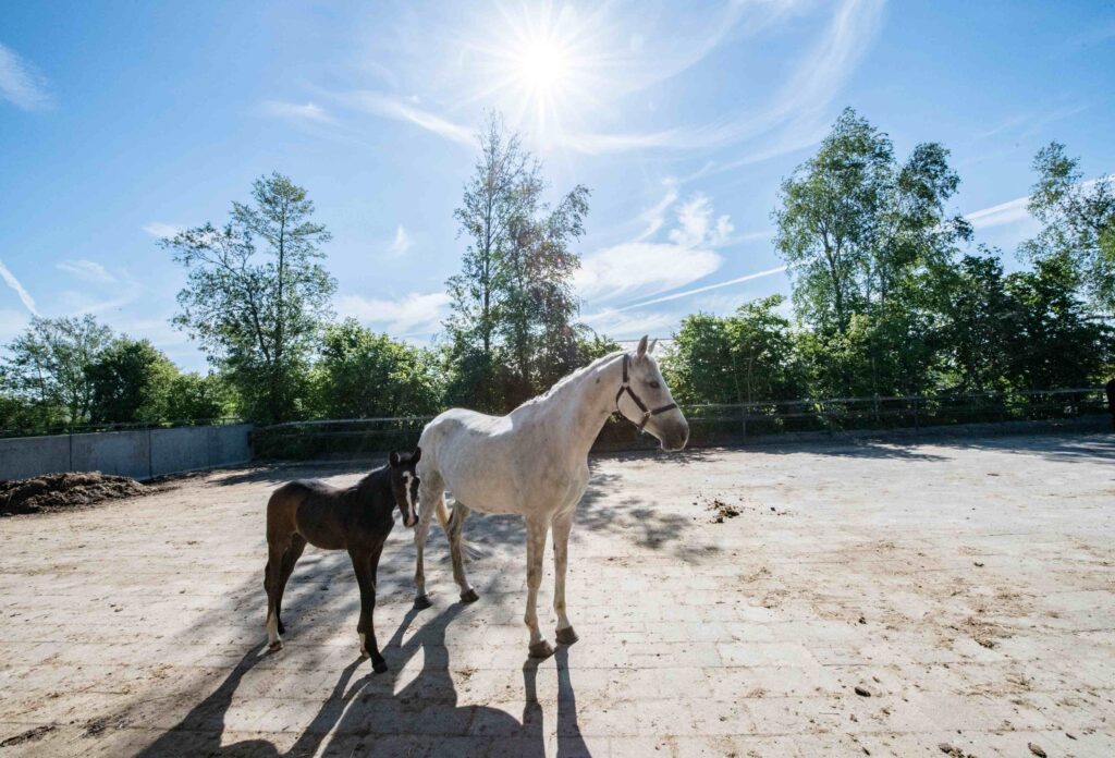 De Lindehoeve